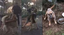Büyükada’da dehşet! Kulakları kesilip dövüştürülen köpekler ormanda ağaca bağlı bulundu
