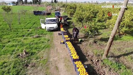 Portakal üreticisi aracıdan dertli! Tarlada 2, tezgahta 7 lira
