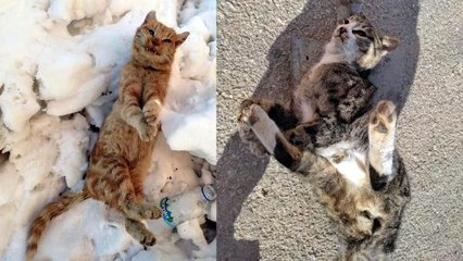 Son dakika haberleri | 2 SOKAK KEDİSİ DONARAK ÖLDÜ