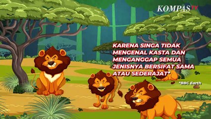 Kenapa Singa Dijuluki Raja Hutan Meski Tinggal di Padang Rumput?