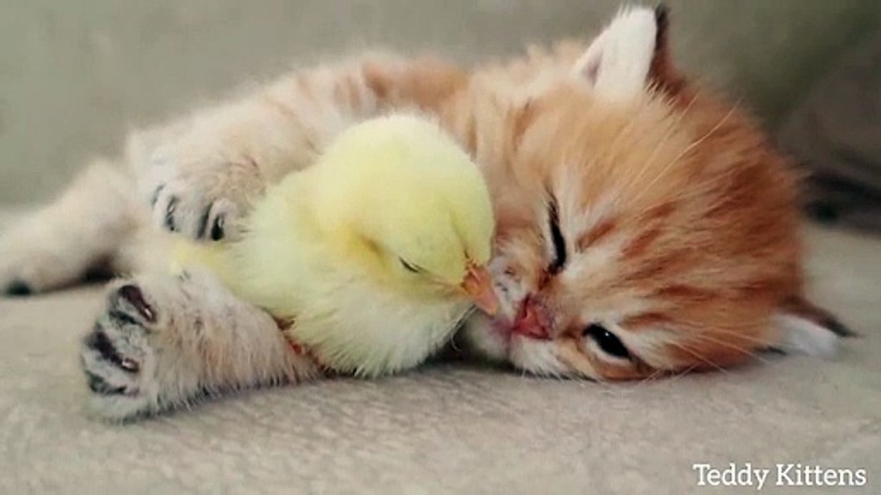 Kitten sleeps sweetly with the Chicken
