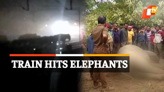 Two Elephants Killed After Being Hit By Train In Odisha