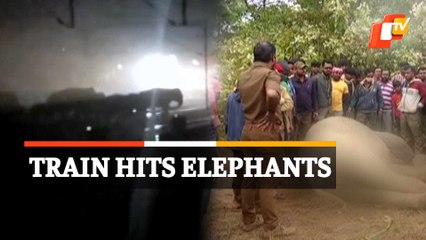 Two Elephants Killed After Being Hit By Train In Odisha