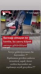 Oyuncu Burcu Biricik: Nereye götürüyorsunuz bu hayvanları?