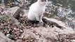 Cat Video By Kingdom of Awais