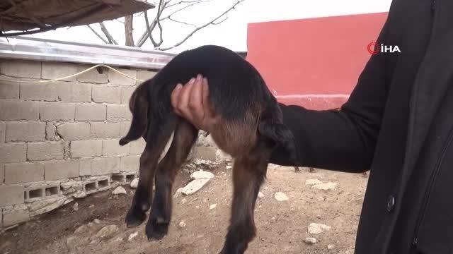 Kilis'te 3 ayaklı oğlak görenleri şaşırtıyor
