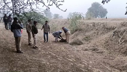 जंगली सूअर का शव बरामद, दो गिरफ्तार