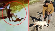 13 yaşındaki çocuk pitbull cinsi köpeğin saldırısına uğradı