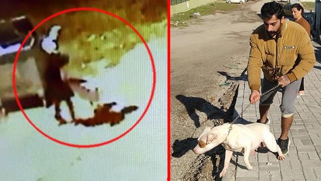 13 yaşındaki çocuk pitbull cinsi köpeğin saldırısına uğradı