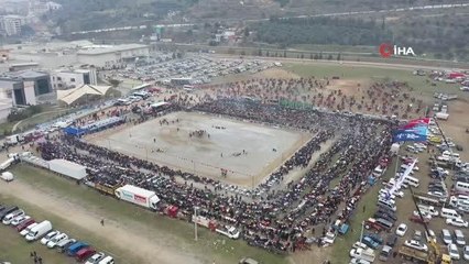 Aydın'da 184 deve kıran kırana güreşti