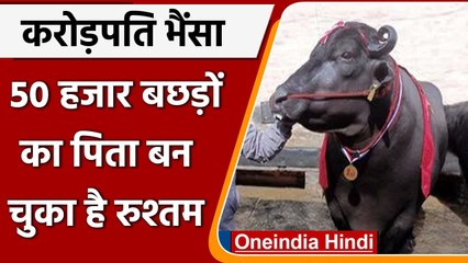 Haryana का करोड़पति भैंसा Rushtam, 50 हजार बछड़ों का बन चुका है पिता | वनइंडिया हिंदी