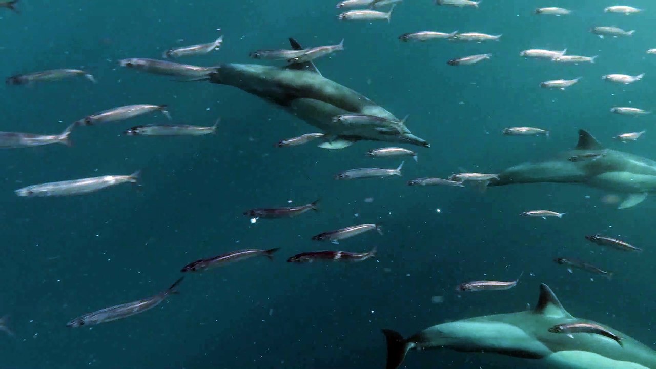 The 'omicron' scare has not spared the dolphins too!!!