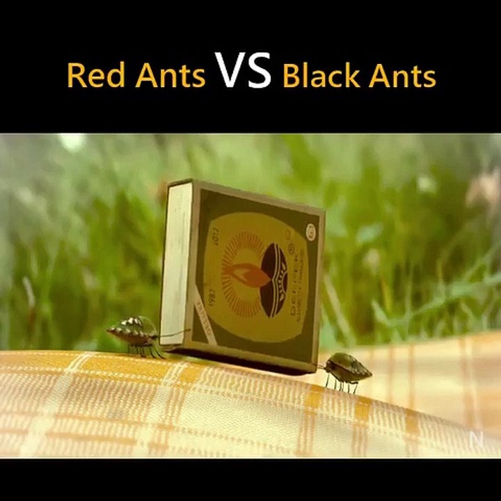 Red Ants vs Black Ants
