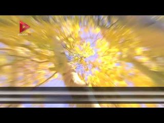 عمره 80 ألف عام.. تعرف على أقدم وأكبر كائن حي على وجه الأرض