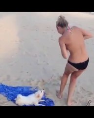 Funniest Animals  - Best Of The Animals compilation Funny Animals Videos  - Cutest Animals Ever