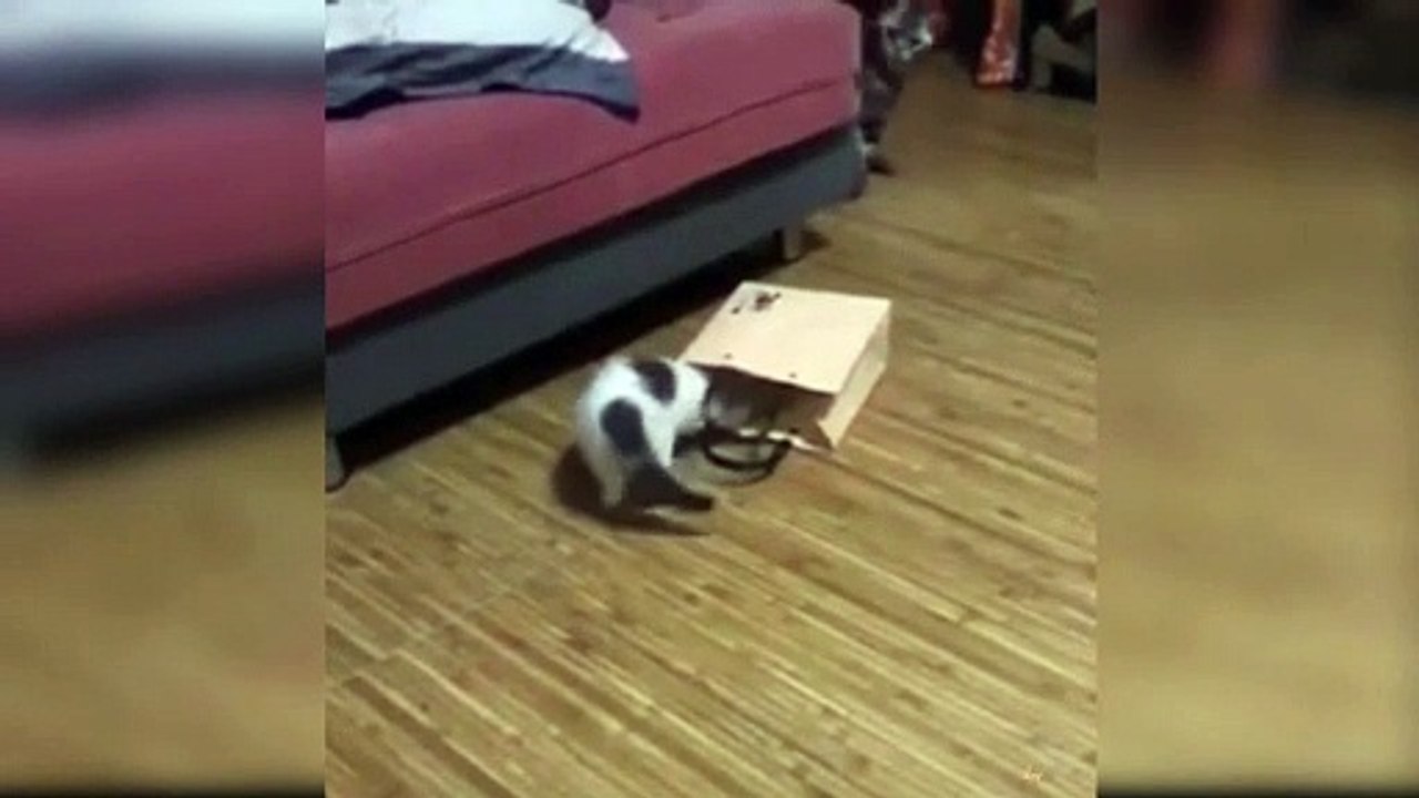 cute kitten