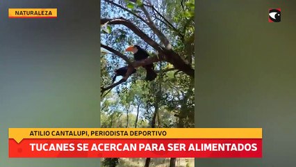 Tucanes se acercan para ser alimentados