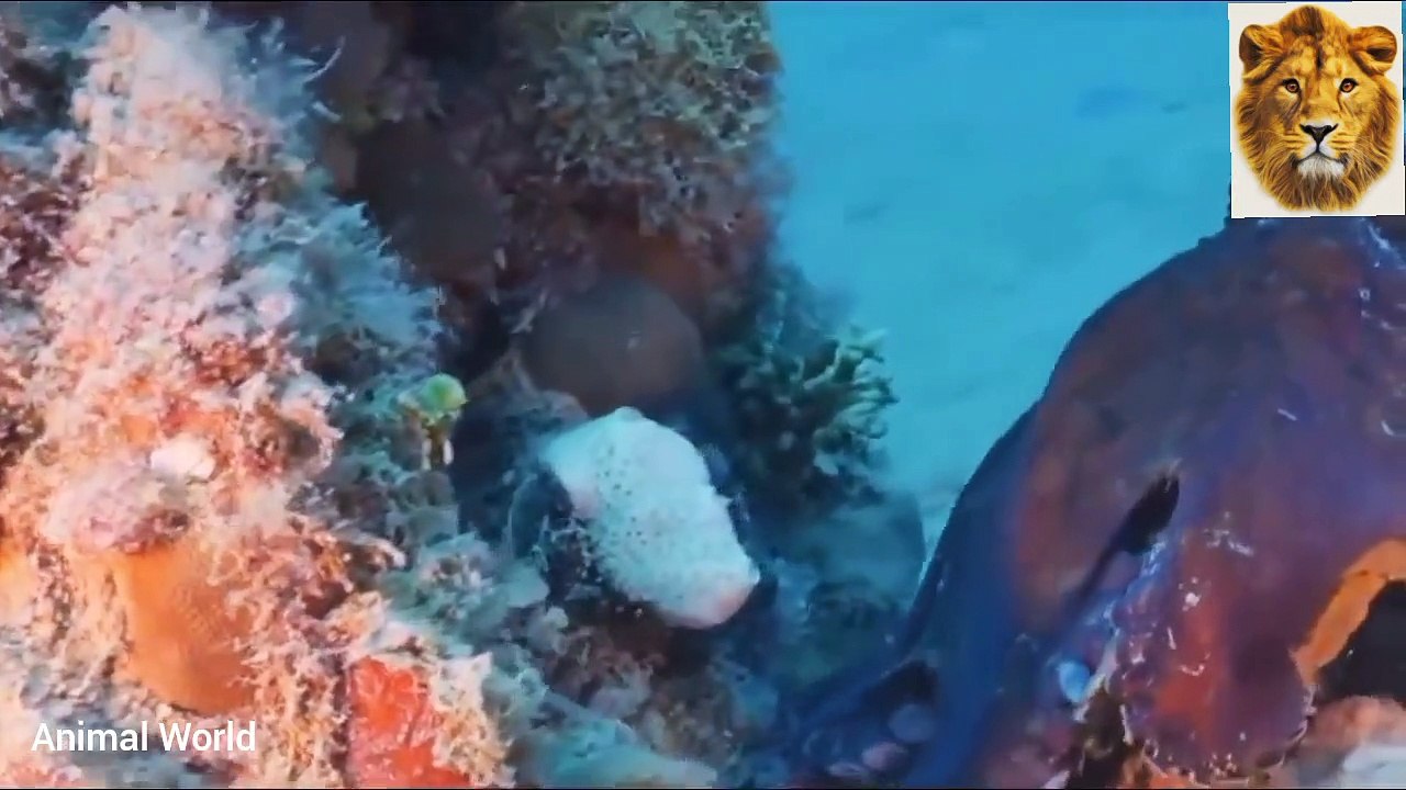 Animals, birds and fish are all creatures of the Most Merciful