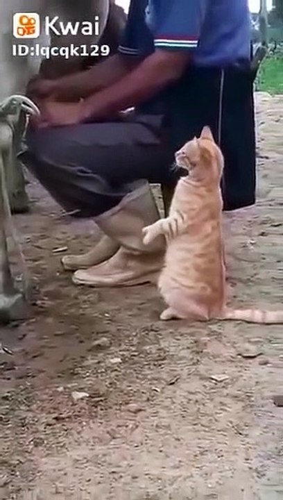 The cat politely asks for milk