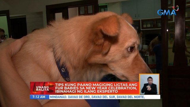 Tips kung paano magiging ligtas ang fur babies sa new year celebration, ibinahagi ng ilang eksperto | UB