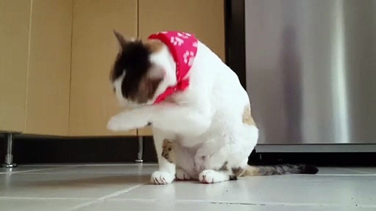 Funny Cat love you