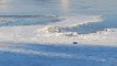 매서운 한파에 충남 서산 가로림만 바다 얼어 / YTN