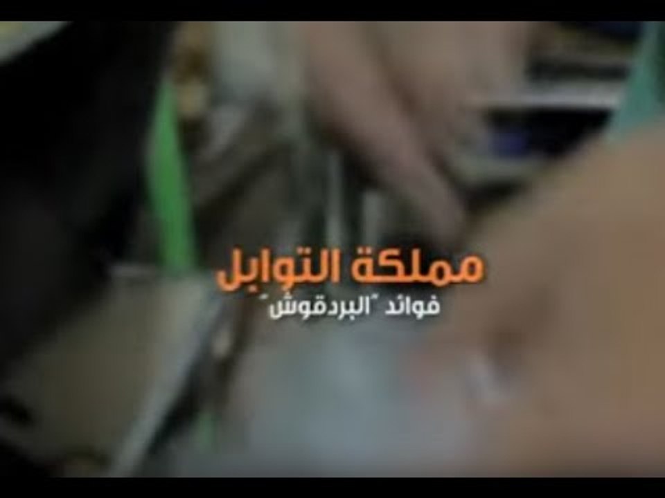 مملكة التوابل.. بردقوش