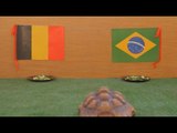 توقعات السلحفاة سمارة لمباراة البرازيل و بلجيكا في ربع نهائي كأس العالم