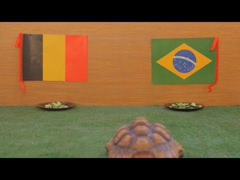 توقعات السلحفاة سمارة لمباراة البرازيل و بلجيكا في ربع نهائي كأس العالم