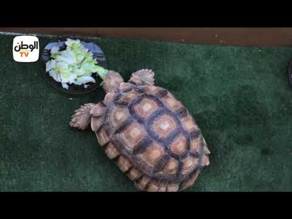 توقعات السلحفاة سمارة لمباراة كرواتيا وانجلترا بنصف نهائي كأس العالم