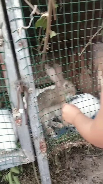 AWW SO CUTE! Cutest animals Videos Compilation Cute moment of the Animals - Cutest Animals #01
