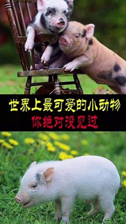 AWW SO CUTE! Cutest animals Videos Compilation Cute moment of the Animals - Cutest Animals #08