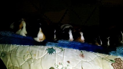 CAVIA PORCELLUS TURMERIC PARSLEY RJ TRIXIE CLOVER IRIS MARY CJ 102_7570