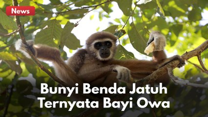KAGET DENGAR BUNYI BENDA JATUH DARI POHON KARET, TERNYATA BAYI OWA !!