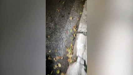 Roma, ecco le tracce di sangue del cinghiale via Cilicia