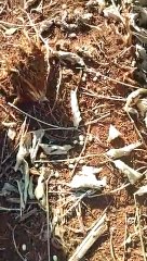 Missal (Medianeira) agora surgem as sauvas