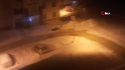 Aç kalan kurt yerleşim alanına indi