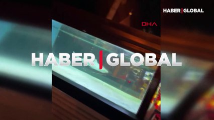 Diskotekteki köpekbalığı için nakil kararı