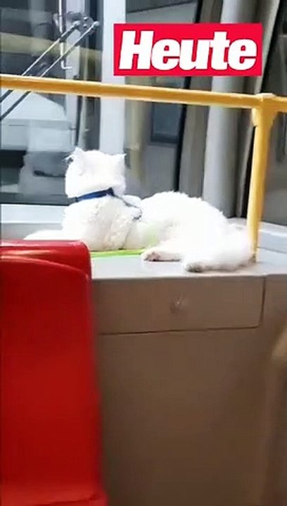 Wiener Kater Simbad (1) ist Stammfahrgast der Öffis