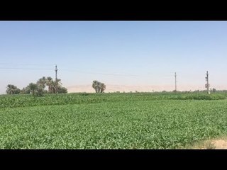 اختفاء الأسمدة الزراعية من الصعيد يقتل الزراعات الصيفية