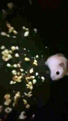 Hamster Bites Teen Inside Movie Theater