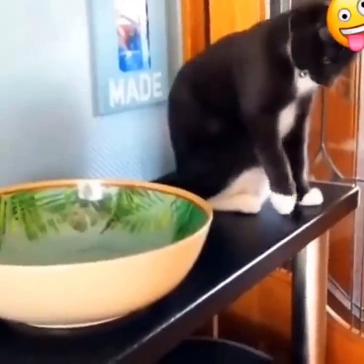 Baby Cats - Cute Cats - Adorable Cats - Funny Cats Compilations PART 34