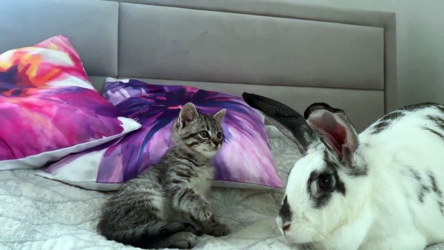 Baby Kitten wants to be friends with the Rabbit,Cute and Funny Cat Videos Compilation - Cats Are Not Only Animals But Also Friends - Part 112