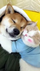 cute cats and dogs deeply friendship