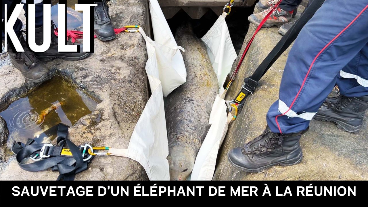 Sauvetage d’un éléphant de mer à La Réunion