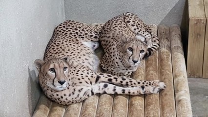 [서울] 일본서 건너온 치타 자매, 서울대공원 새 식구 됐다 / YTN