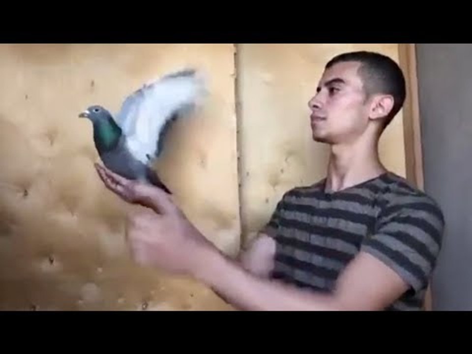 إبراهيم عبد العزيز.. يدرس الطب ويربي الحمام