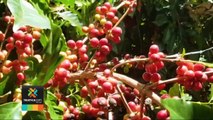 tn7-icafe-califica-2021-como-año-exitoso-para-exportacion-de-cafe-271221