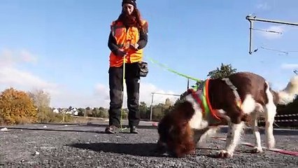 كلاب الأثر في ألمانيا ترصد الحيوانات المحمية في مواقع تنفيذ المشاريع