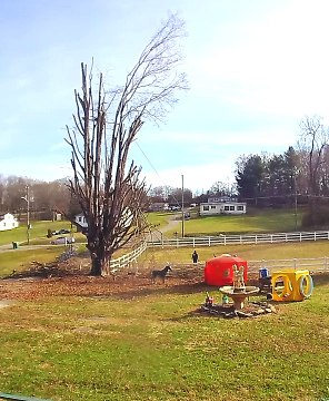 Tree Trimming Fail Sends People Flying